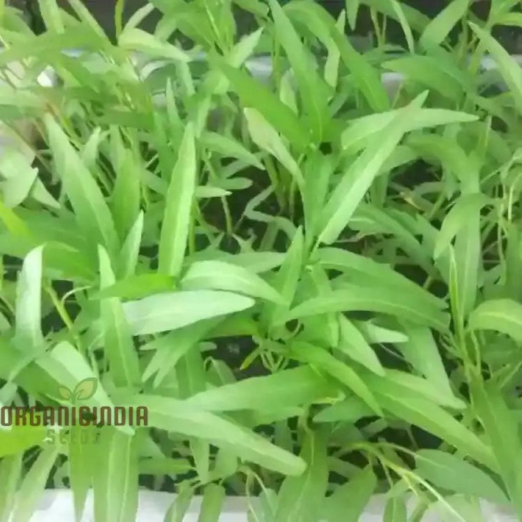 Mature Kalmi Shak Spinach Plant from Seeds, High-Yield Leafy Greens