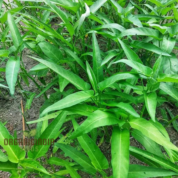 Kalmi Shak Spinach Seeds for Home Garden, High-Quality Leafy Green Seeds