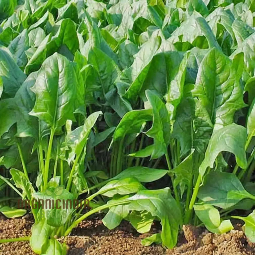 Fresh Spinach Harp Leaves from Seeds, Green Vegetable Plants