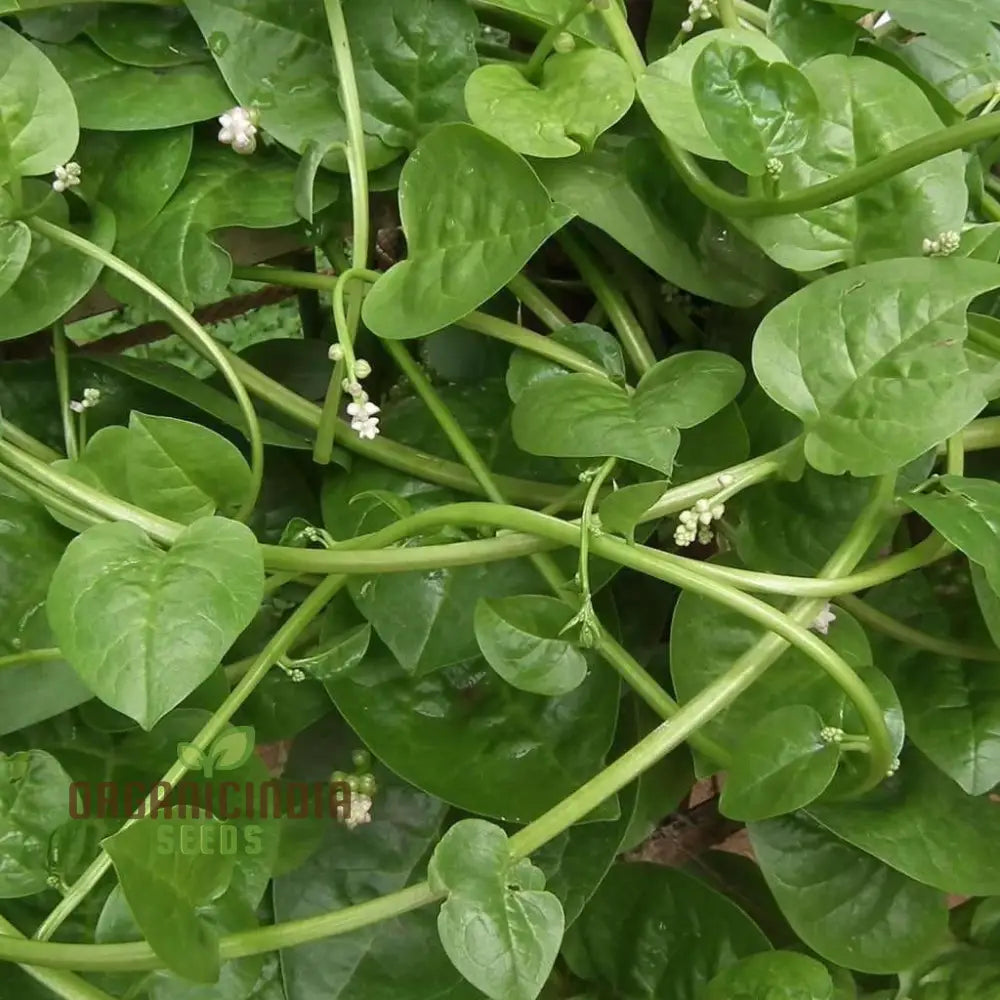 Fresh Malabar Green Spinach Leaves from Seeds