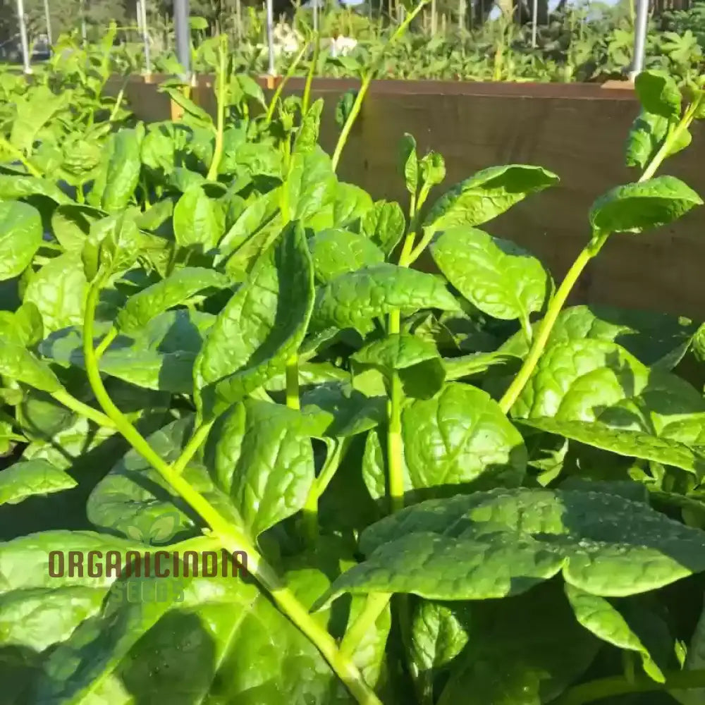 Malabar (Ceylon) Green Spinach Seeds for Planting, Non-GMO Leafy Greens