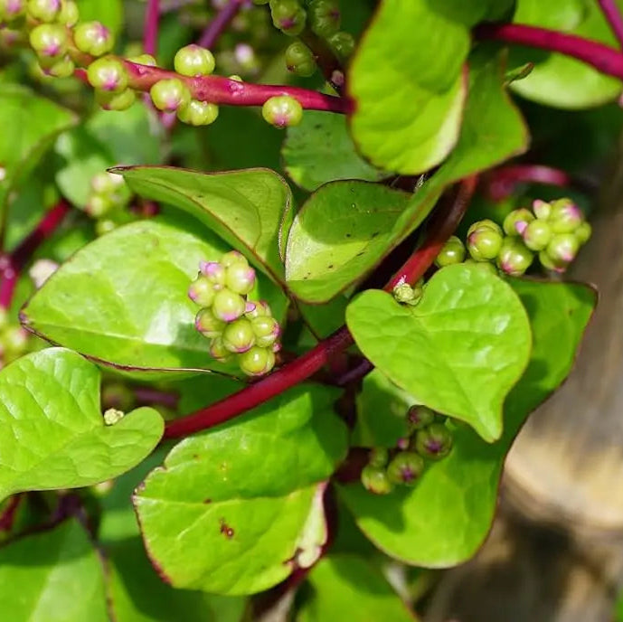 Fresh Malabar (Ceylon) Red Spinach Leaves from Seeds