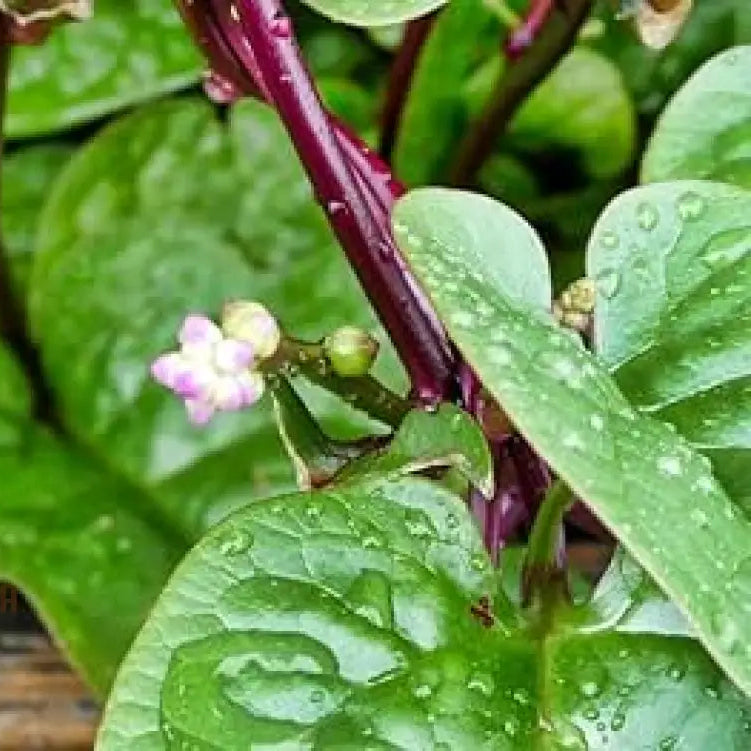 Malabar Red Spinach Seedlings Growing from Seeds in Garden Bed