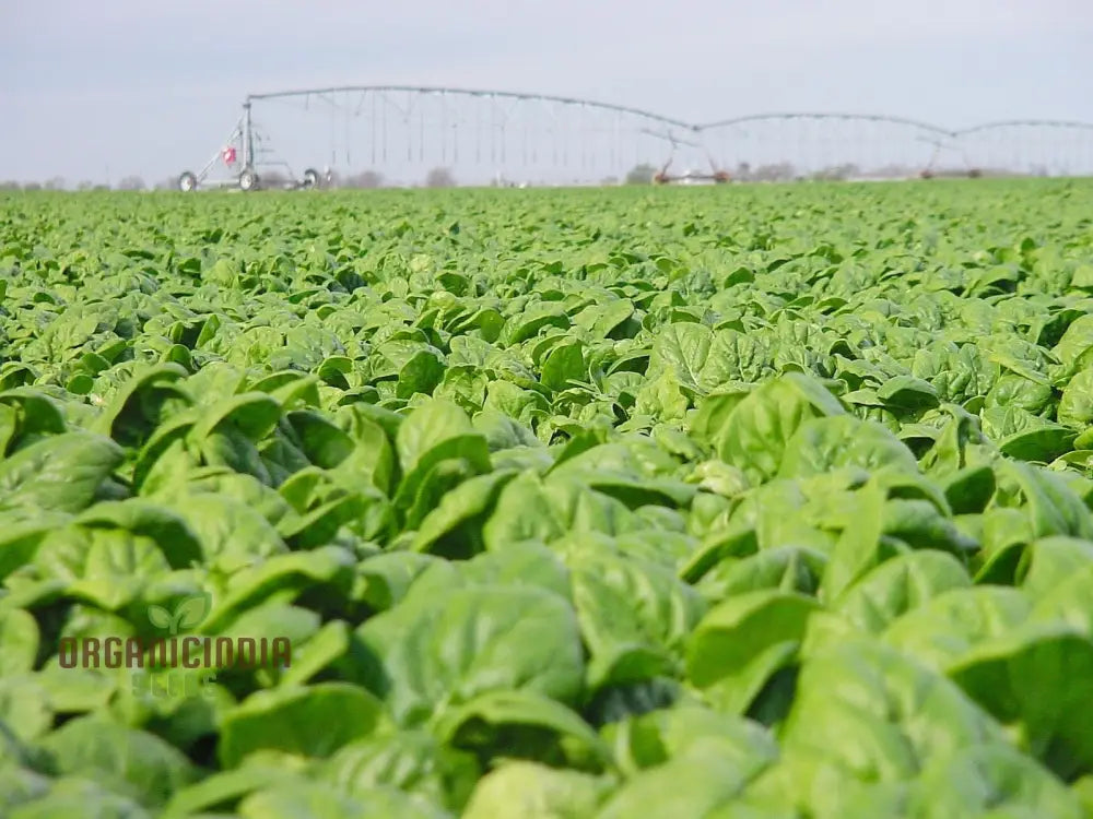 Spinach Medania Growing in Container from Seeds, Home Garden Vegetable Seeds