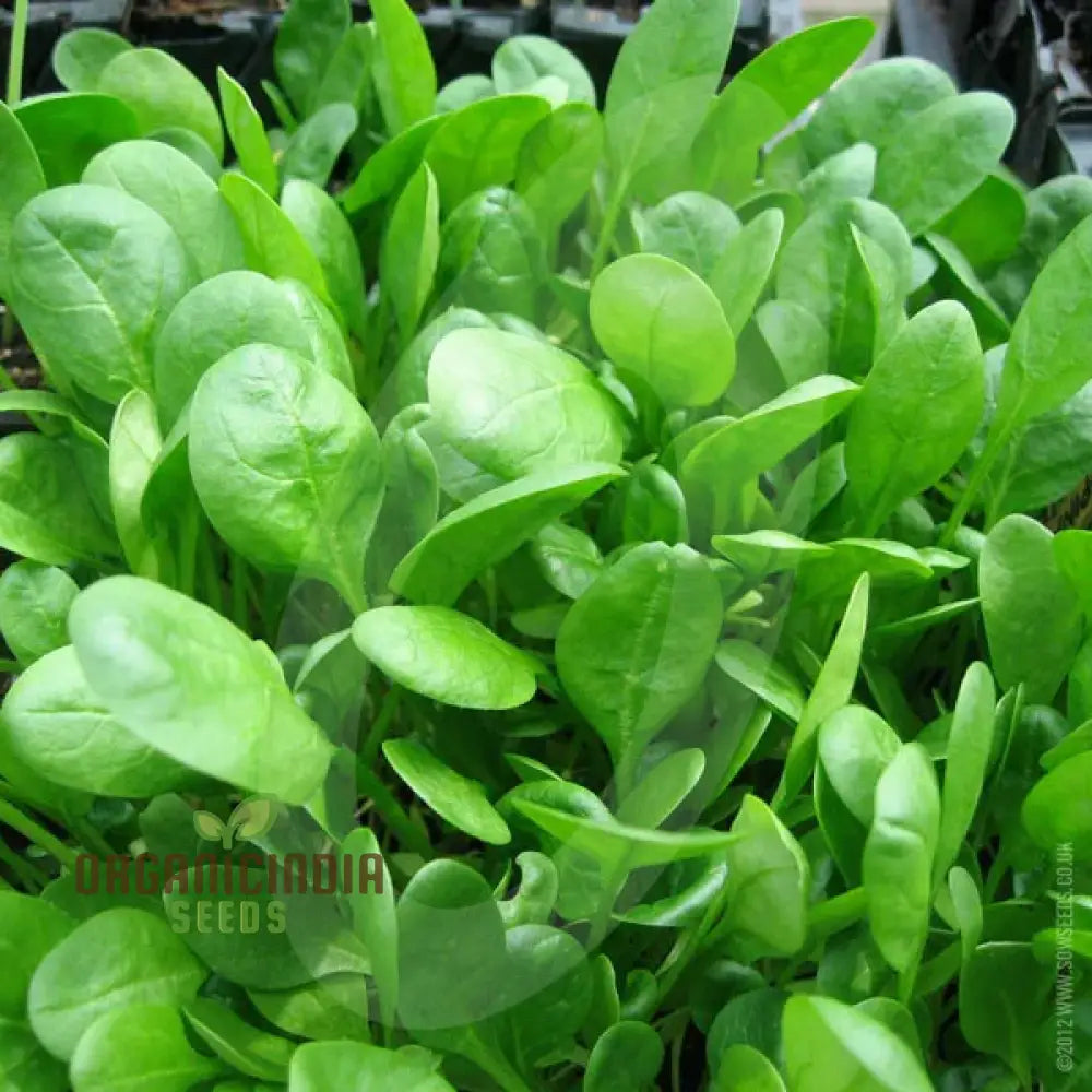 Spinach Medania Seeds for Planting, High-Quality Leafy Green Seeds