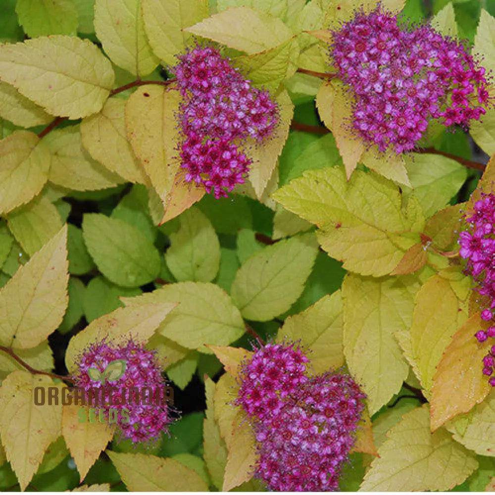 Spiraea Garnet 'n' Gold seeds packet for planting decorative shrubs