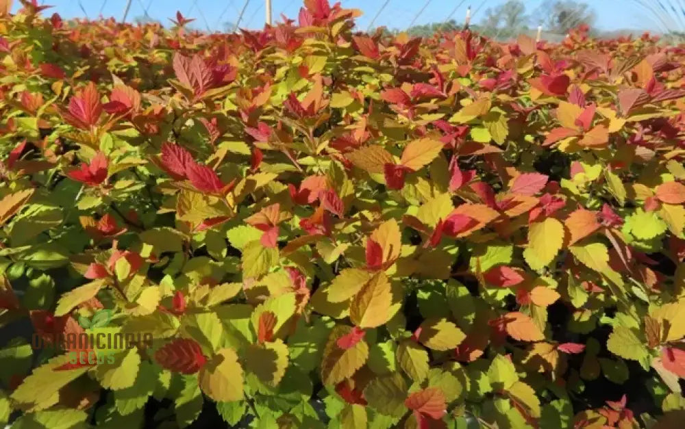 Spiraea seeds plant growth stages in garden landscape