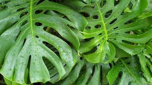 Split Leaf Philodendron Garden Seeds for Decorative Foliage