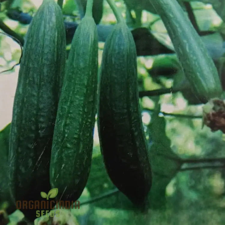 Desi Bunching Sweet Sponge Gourd Seeds for Garden, High Yield Vegetable Seeds