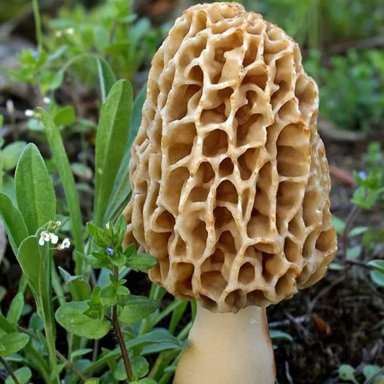 Spores Morel Mushrooms Mycelium Spawn Substrate Seeds Non Gmo For Planting (100Pcs)