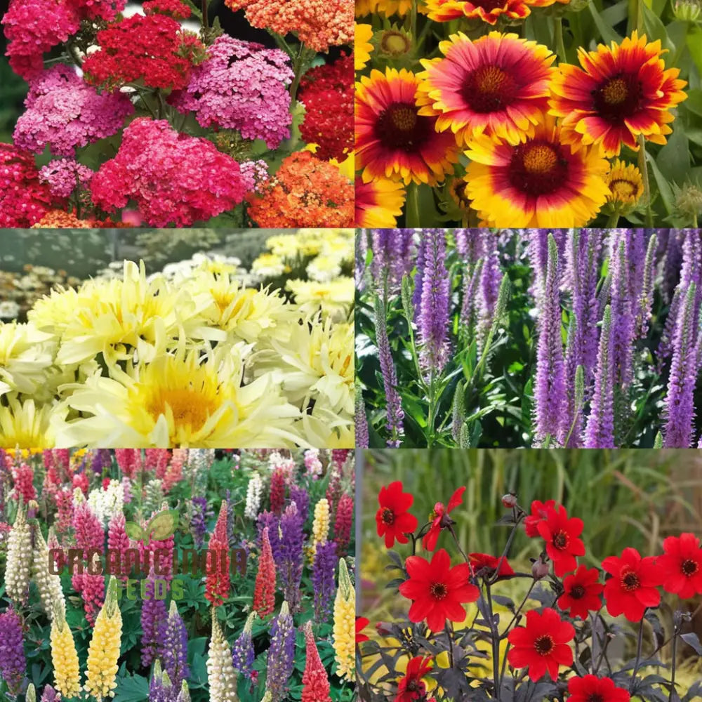 Spring bulbs mixed flower collection colorful perennial blooms