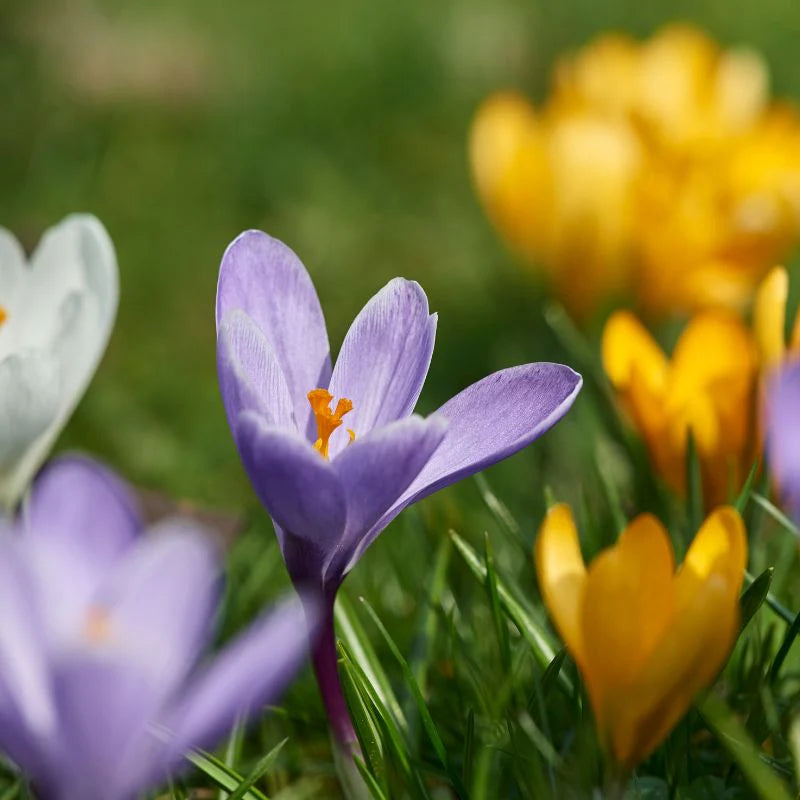 Spring crocus blooms in garden landscape