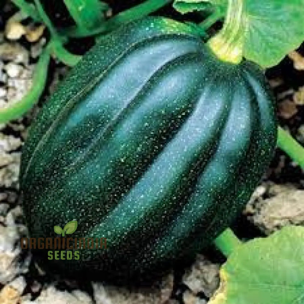 Harvested Acorn Table Queen Squash from Seeds