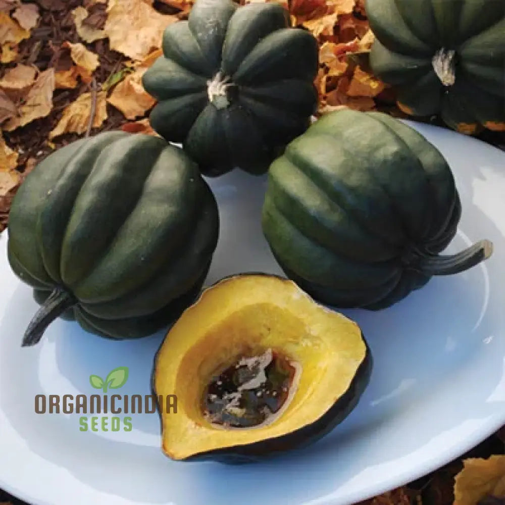 Mature Acorn Table Queen Squash Plant with Healthy Fruits
