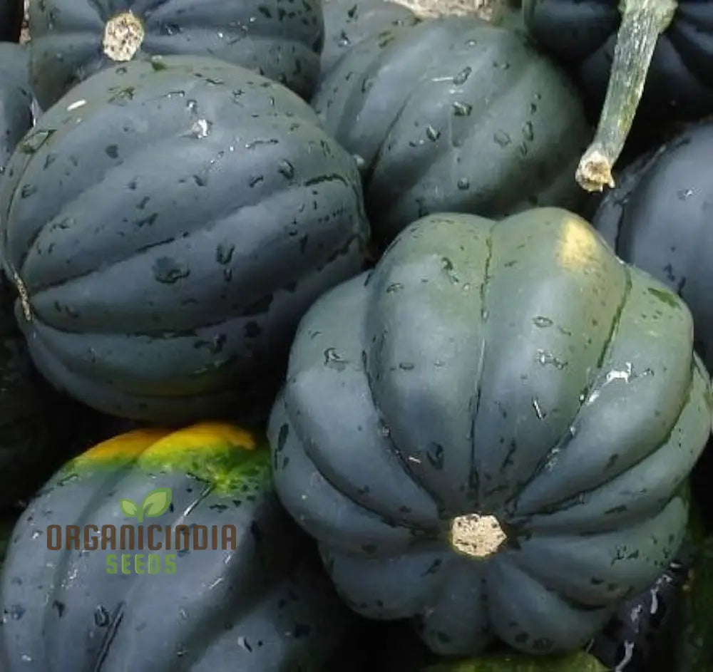 Acorn Table Queen Squash Seeds for Home Garden Planting, High-Quality Seeds