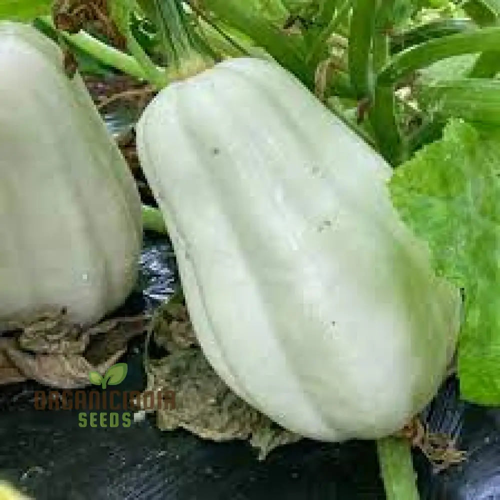 Mashed Potatoes F1 Hybrid Squash Seeds, High-Yield Vegetable Seeds
