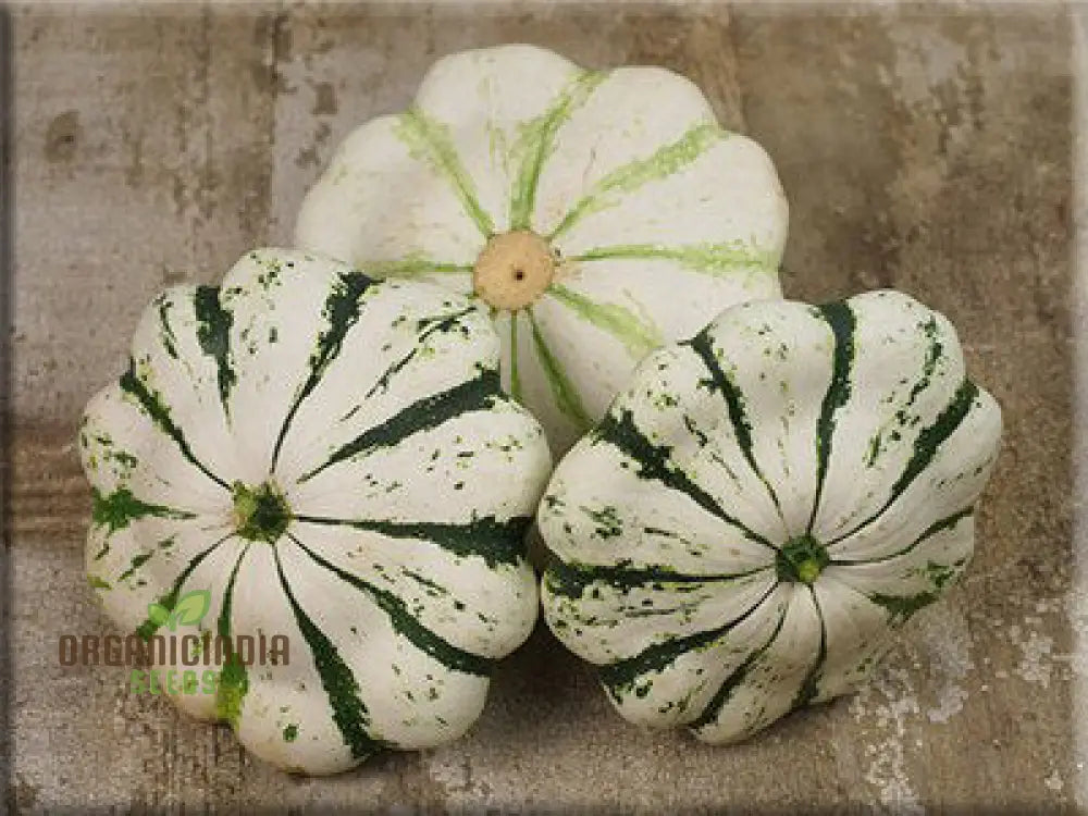 Squash Pattisonâ€™s Panache Seeds - Premium Quality For Your Garden