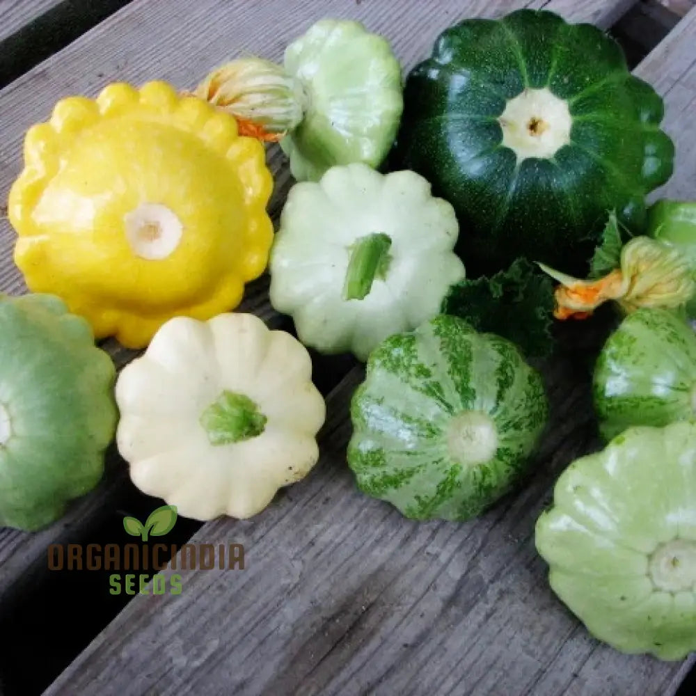 Mature Scallop Blend Summer Squash Plant with Tender Fruits