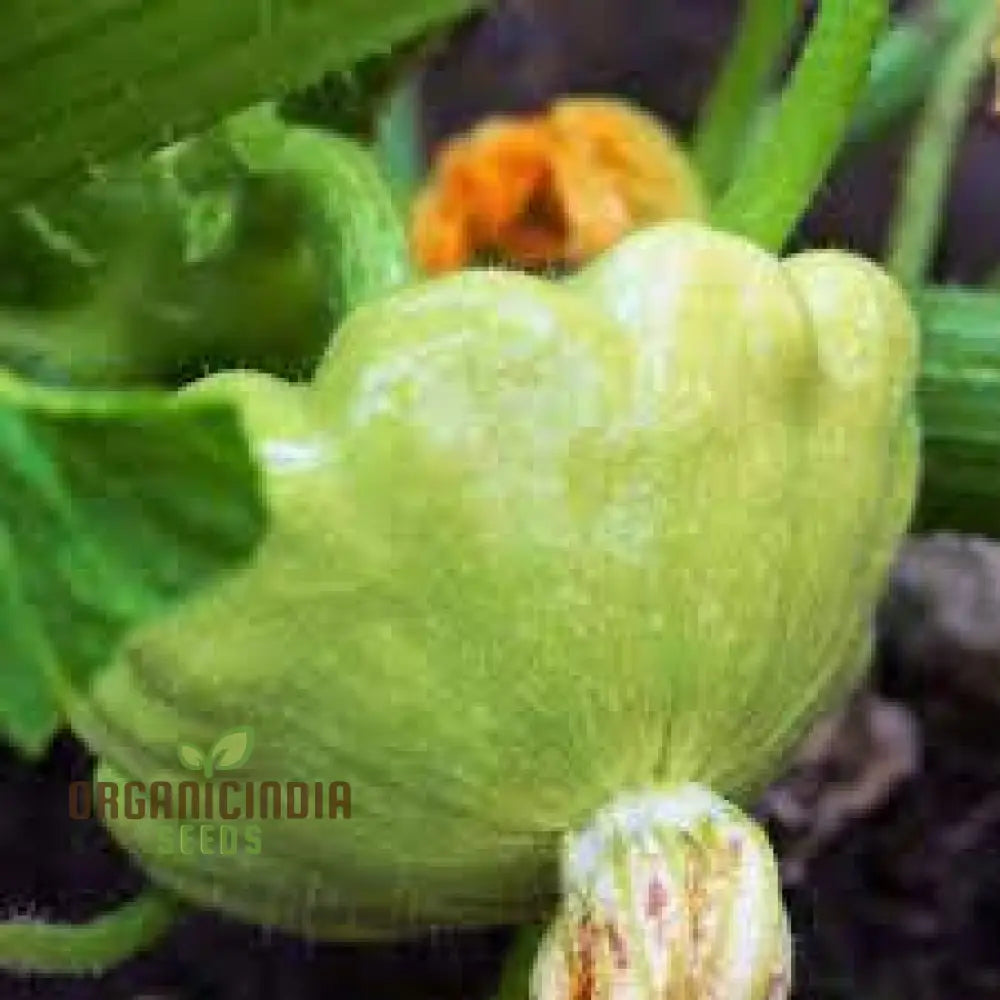 Green Tint Squash Seedlings Growing from High Quality Seeds