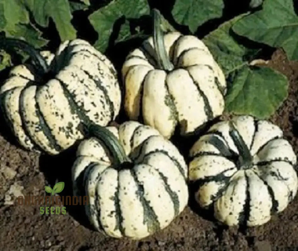 Ripe Sweet Dumpling Squash Fruits from Heirloom Seeds