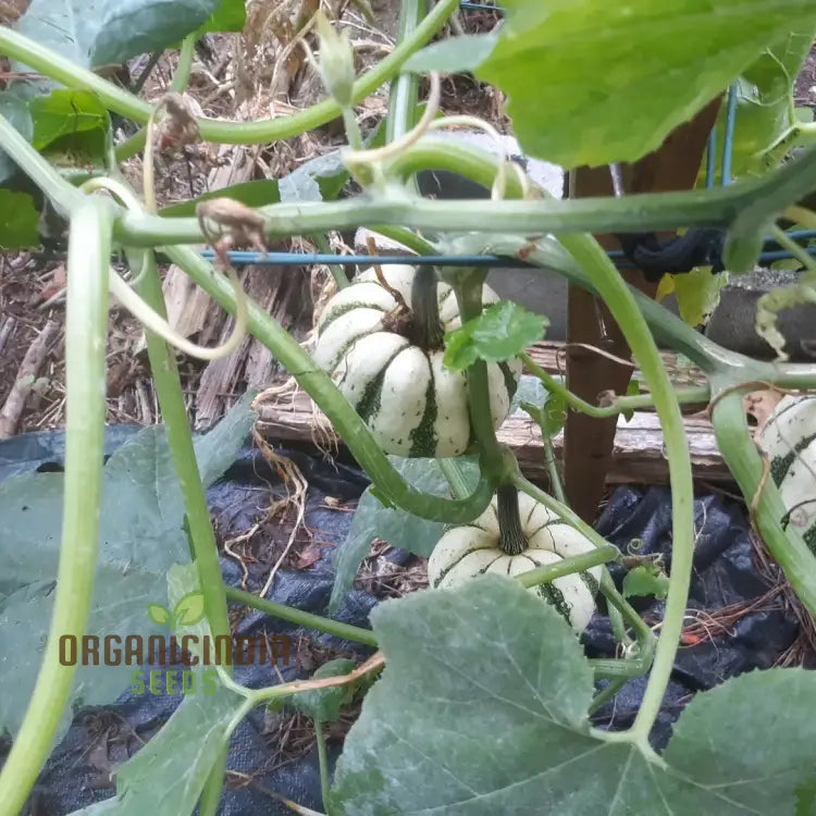 Sweet Dumpling Squash Plants in Home Garden