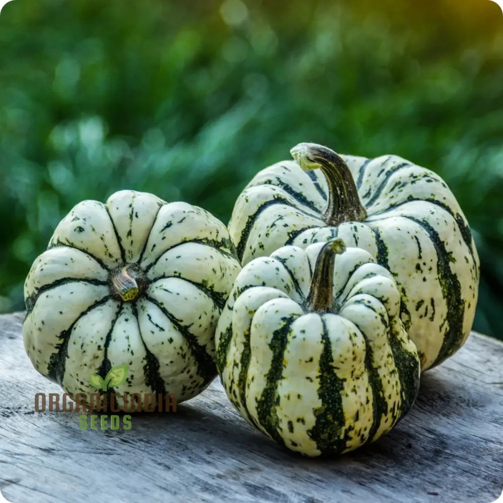 Sweet Dumpling Squash Seeds for Planting, Heirloom Non-GMO Variety