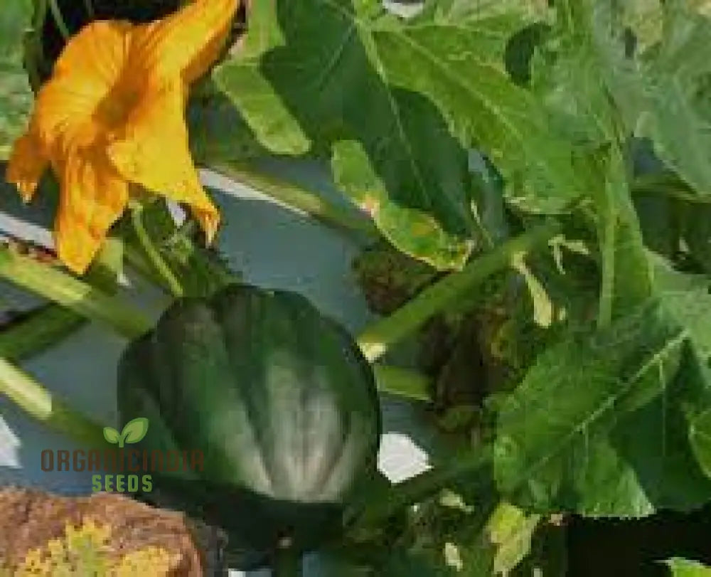 Squash Tuffy Seeds For Your Gardening Success | Buy Online