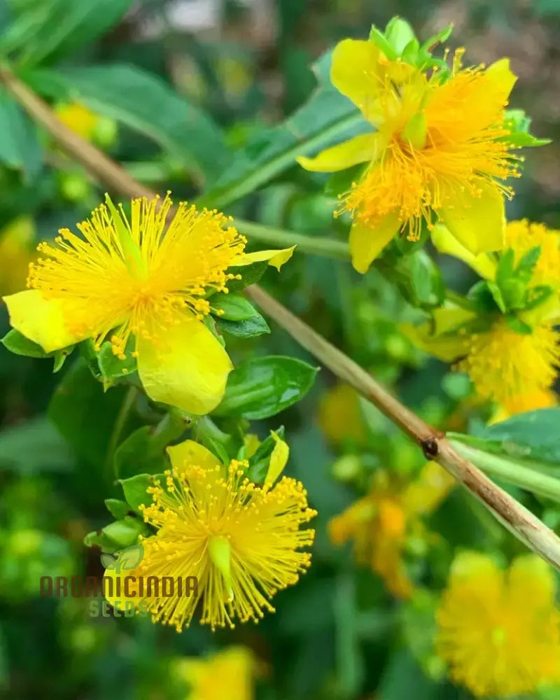 St. John’s Wort Yellow Flower Seeds for Ornamental Garden Borders