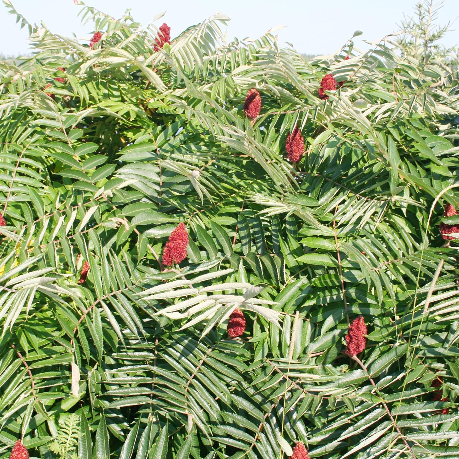 Rhus typhina Staghorn Sumac Growing as Deciduous Shrub