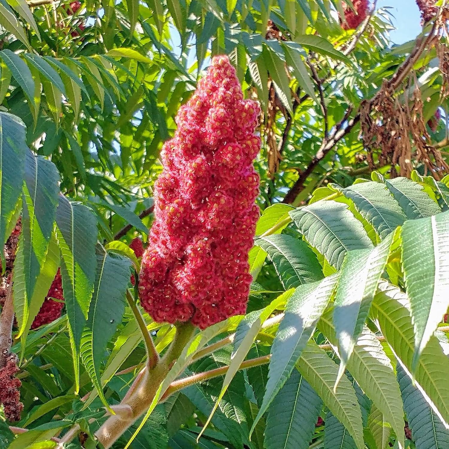Staghorn Sumac Seeds Rhus typhina for Planting