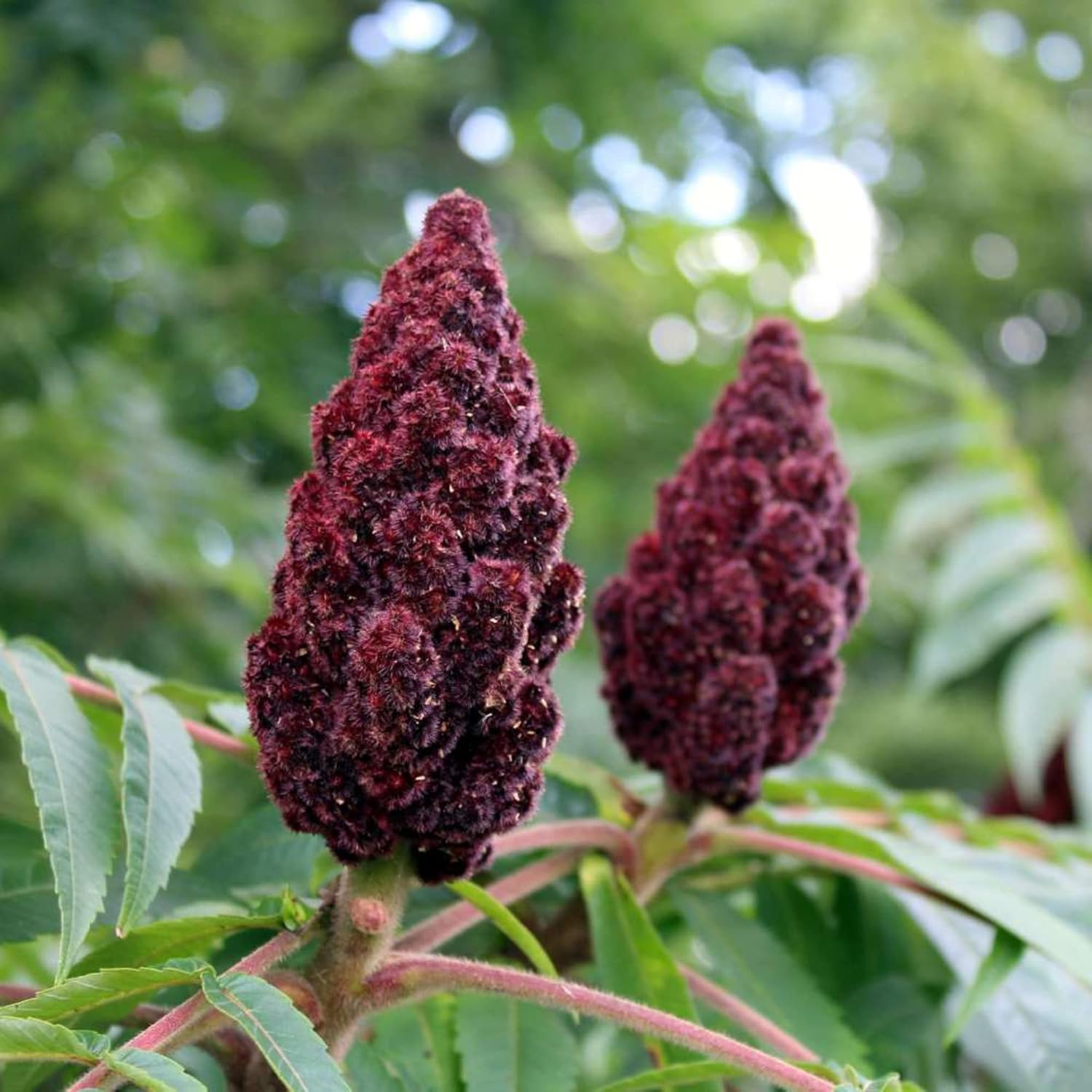 Staghorn Sumac Seeds Rhus typhina for Planting