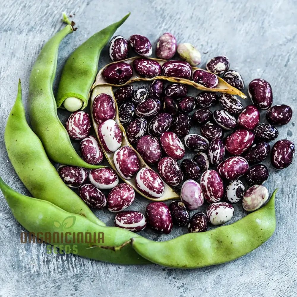 Mature Stallard Bean Plant from Seeds, High-Yield Variety