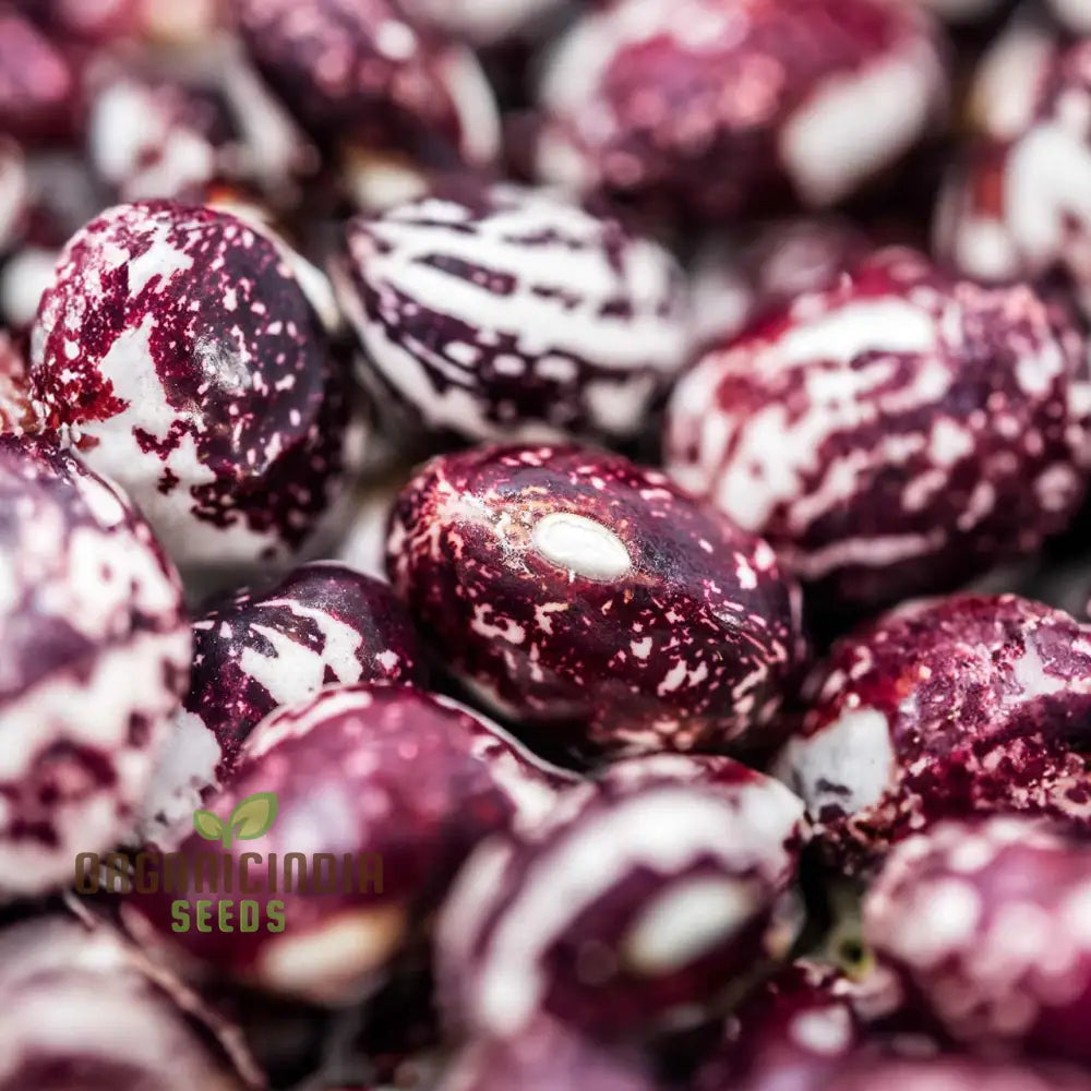 Stallard Bean Seeds for Planting, Premium High-Yield Garden Beans