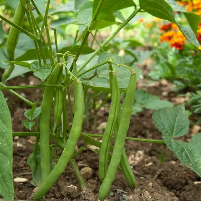 Premium Stanley Bean Seeds, Non-GMO Green Bean Seeds