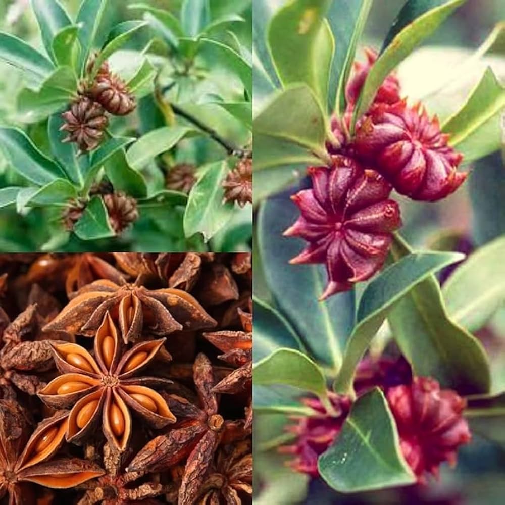 Star Anise Seeds Illicium verum for Planting Aromatic Spice Plant
