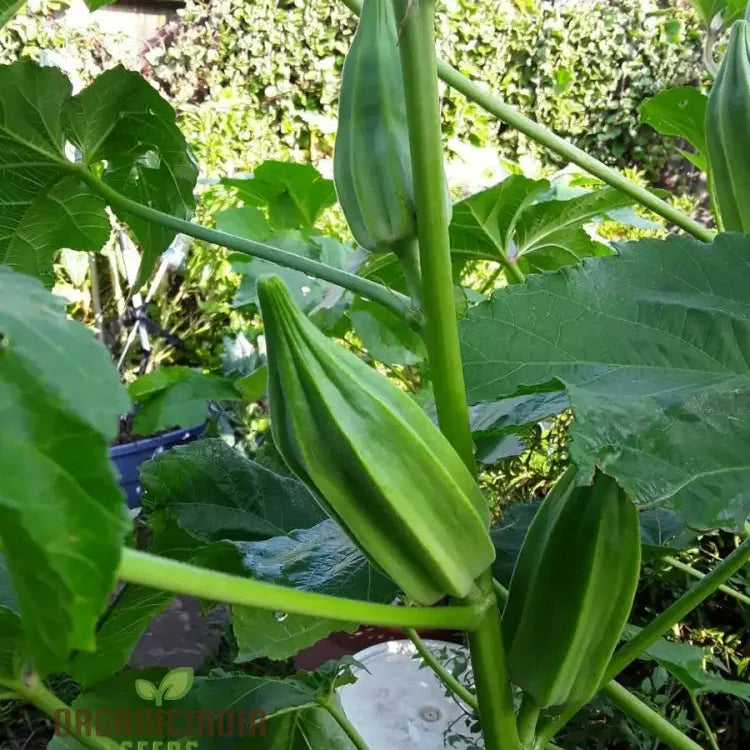 Mature Star of David Okra Plant from Seeds, Vibrant Green Tender Pods