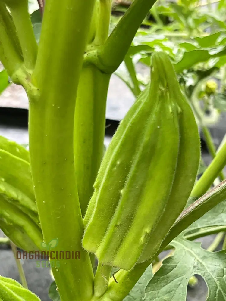 Star of David Okra Pods Growing on Plant, Homegrown Vegetable Pods