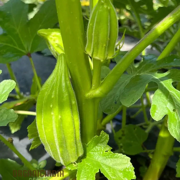 Star of David Okra Seeds for Garden, Premium High-Yield Okra Seeds