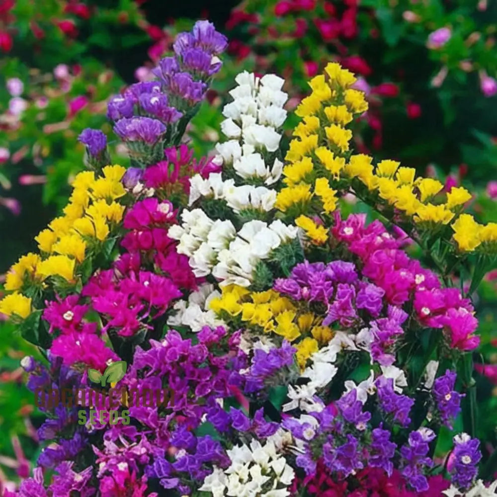 Statice Pacific Mixed Color Flower Seeds for Vibrant Garden Blooms