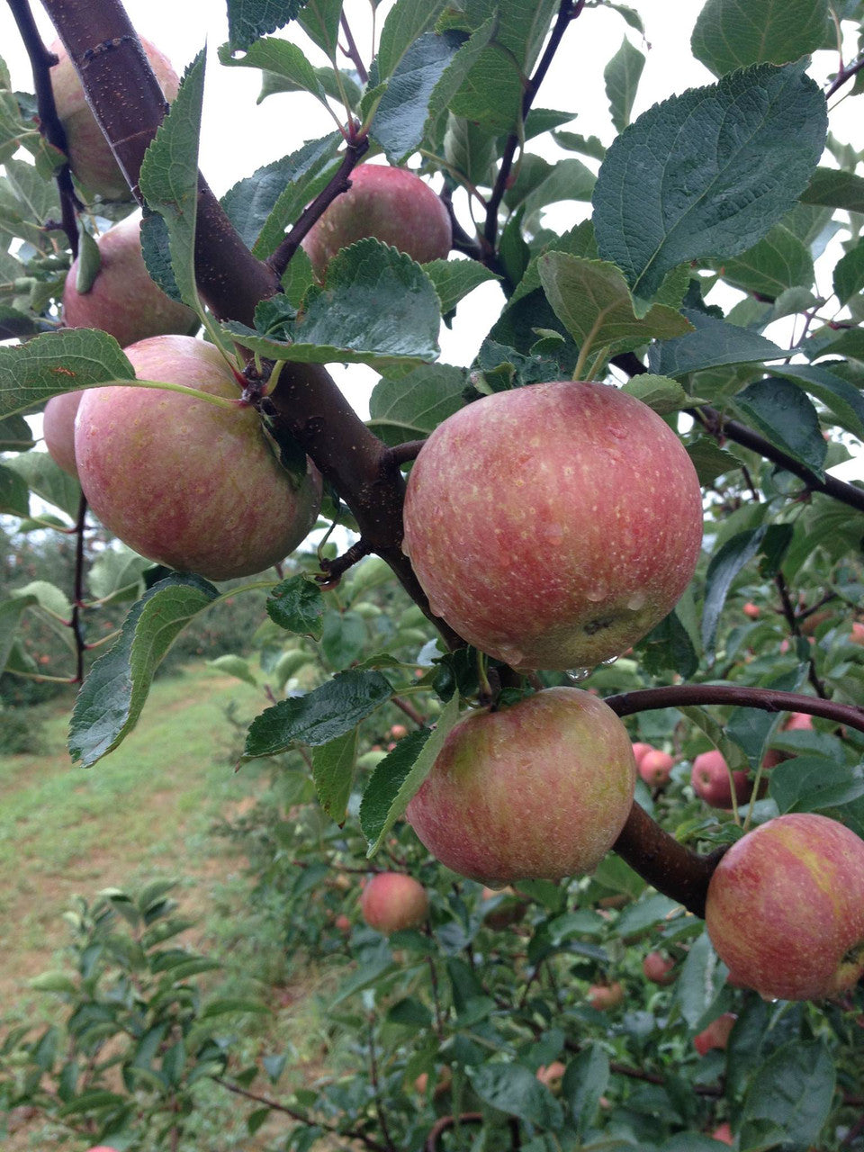 Mature Stayman Winesap Apple Tree in Orchard