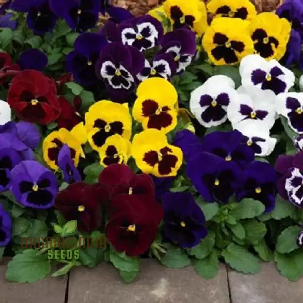 Stella Meaty Succulent Seeds For Planting - 100 Pcs Flower Seeds
