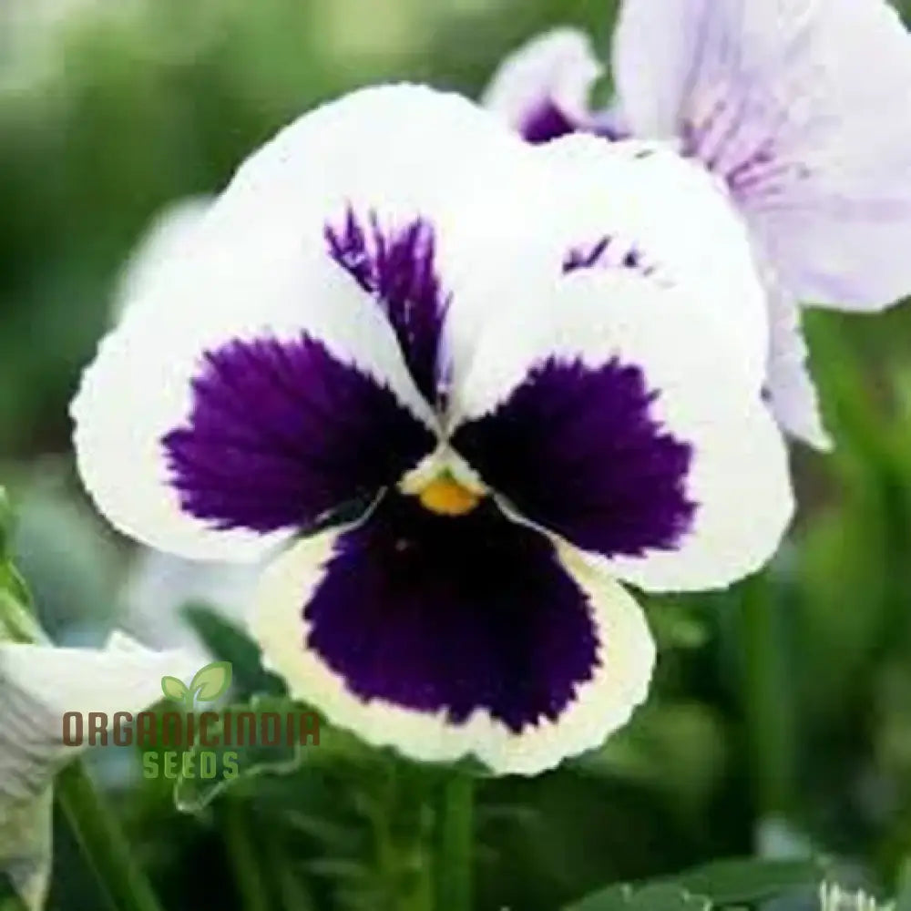 Stella Meaty Succulent Seeds For Planting - 100 Pcs Flower Seeds