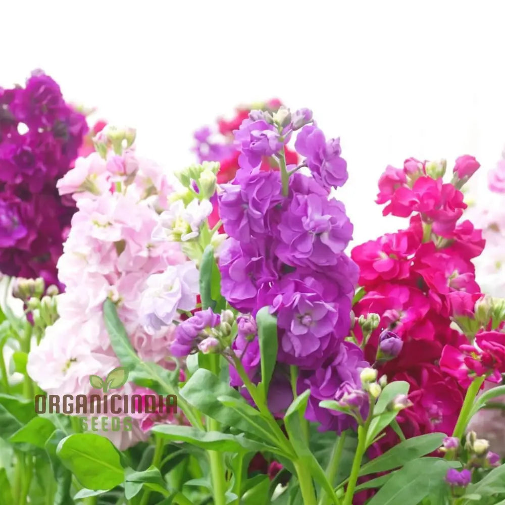 Stock Double Mixed Flower Seeds for Fragrant Garden Blooms