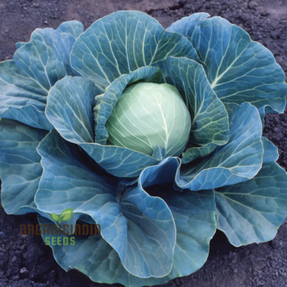 Stone Head Cabbage Seeds for Home Garden