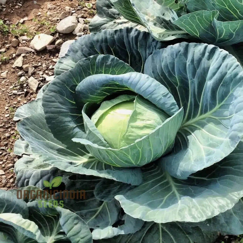 Healthy Stone Head Cabbage Plant Grown from Seeds