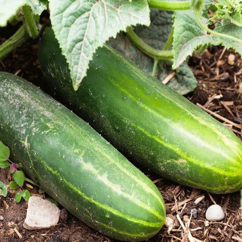 Fresh Straight Eight Cucumber Fruits, Crisp Heirloom Variety