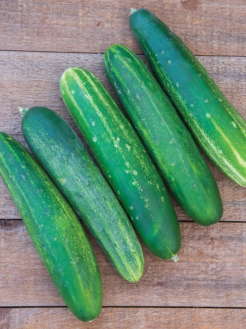 Straight Eight Cucumber Seedling Growing in Garden, Easy-to-Grow Heirloom Seeds