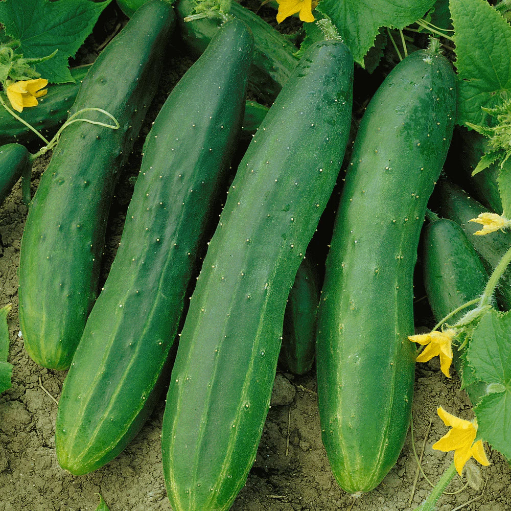 Straight Eight Cucumber Seeds for Home Garden, Heirloom High-Yield Variety