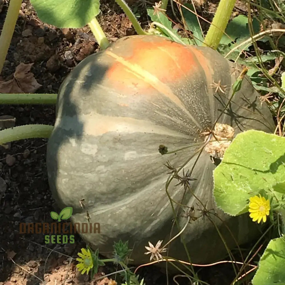 Strawberry Crown Squash Seeds for Planting, Heirloom Squash Seeds