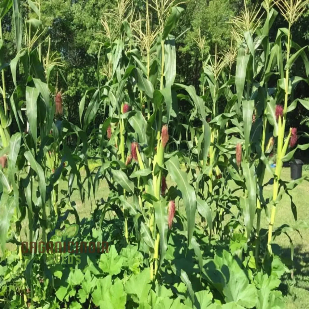 Mature Strawberry Popcorn Plant from Seeds, Vibrant Heirloom Kernels